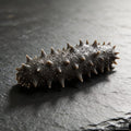 Fresh- Frozen Sea Cucumber